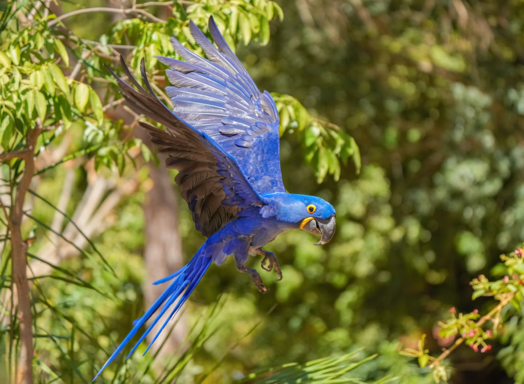017_Hyacinth_macaw_flying_in_Encontro_das_Águas_State_Park_Photo_by_Giles_Laurent_opt