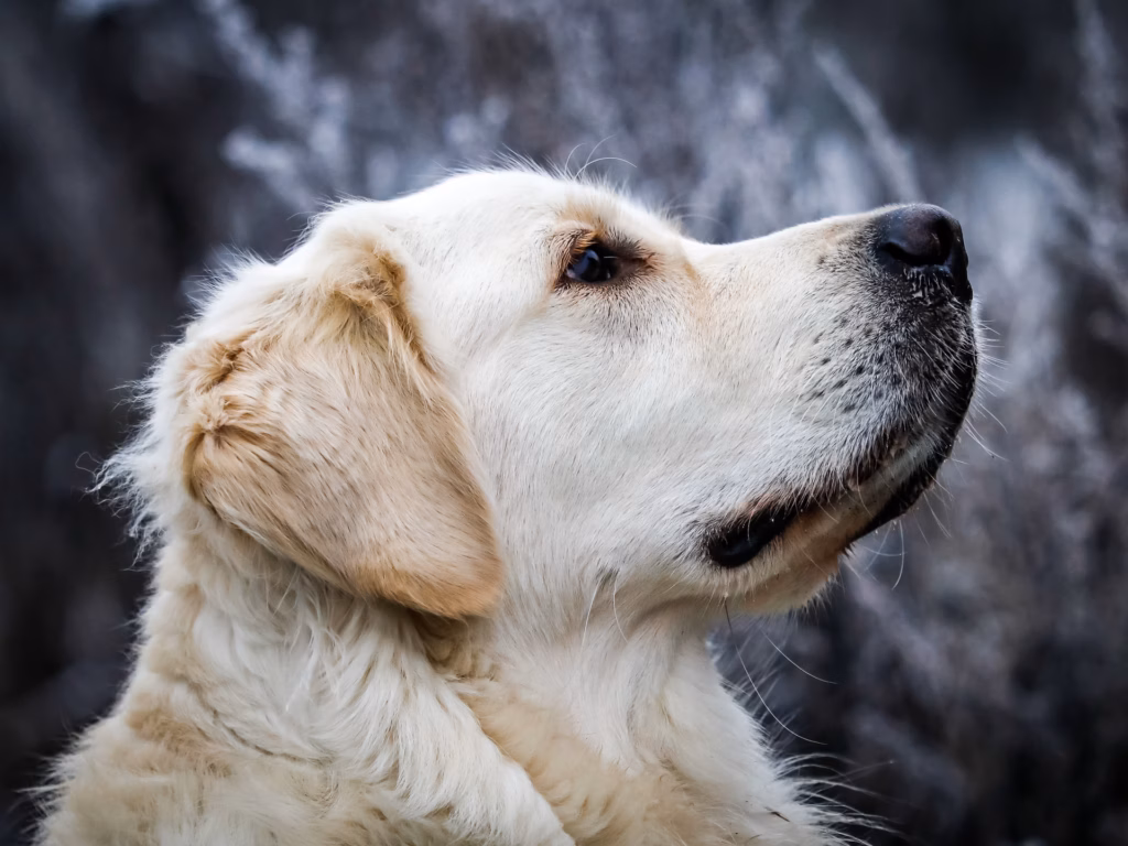 Dülmen,_Hausdülmen,_Golden_Retriever_--_2022_--_5945_opt