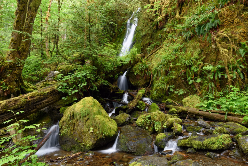 Quinault_Rain_Forest_June_2018_011_opt