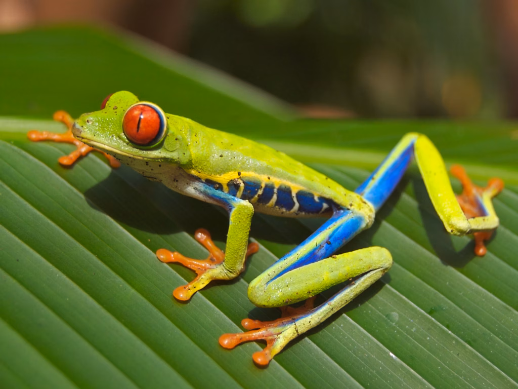 Red_eyed_tree_frog_edit2_opt