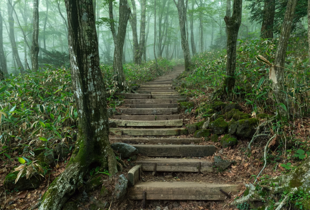 Wooden_staircase_steps_in_the_forest_of_Hallasan_Park_Eorimok_Trail_at_dusk_on_Jeju_Island_in_South_Korea_opt